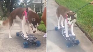Only way this husky goes for a walk is on a skateboard