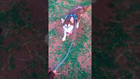 Moana the husky on a park visit #shorts #doglover #husky #huskylovers