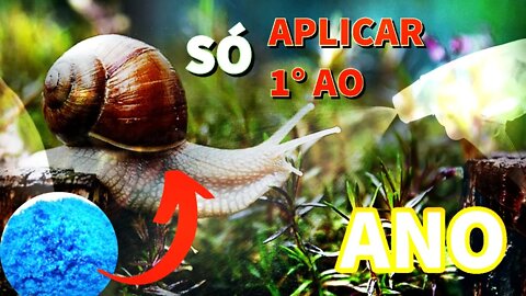 Sulfato de COBRE? Para MATAR caramujos e LESMA surpreendente FATAL 🐌