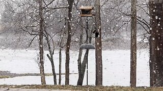 Pete at the feeder