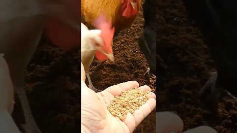 Chickens try Grape-Nuts cereal. #chickens #grape-nuts