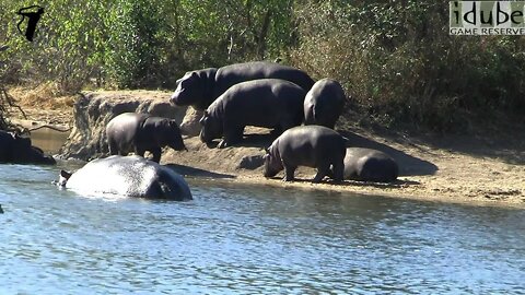 Hippopotamus Gathering