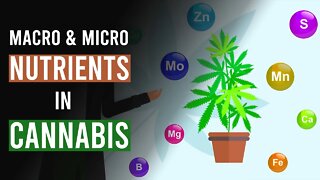 Growing Cannabis: The Essentials of Macro & Micro Nutrients!