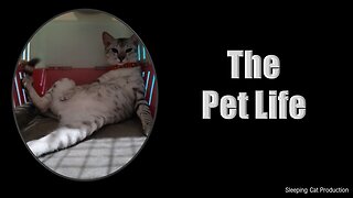 The Secret Life of Pets in Real Life: Rumble in the Room