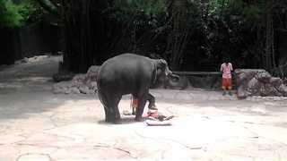 Elephant Gives “Thai Massage” To Volunteers At Safari World