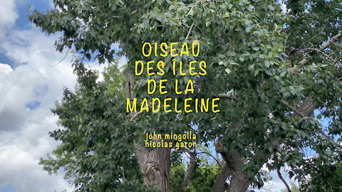OISEAU DES ÎLES DE LA MADELEINE 2 (John Mingolla & Nicolas Garon)