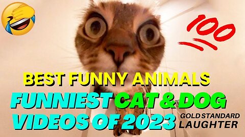 Funniest Cat and Dog Videos of 2023