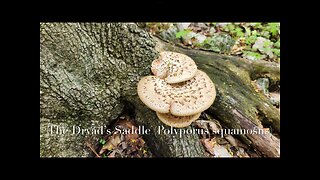 Spring Mushroom Hunting: Dryad’s Saddle/ Pheasant’s Back