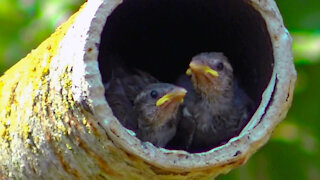 IECV NV #455 - 👀 Mama House Sparrow Feeding Baby House Sparrows🐥🐥 8-4-2017