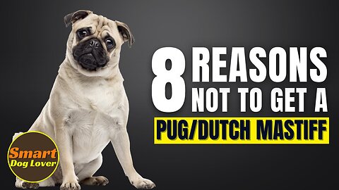 8 Reasons Why You Should Not Get a Pug | Dog Training Program
