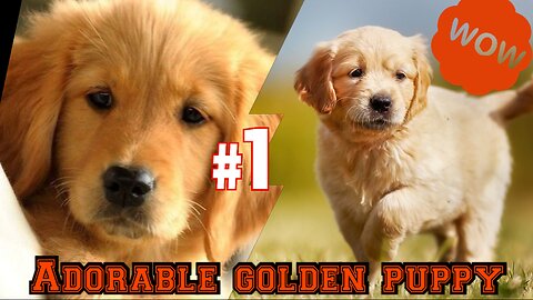 ADORABLE GOLDEN RETRIEVER PUPPY! 1 minut stress relief video