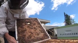 California beekeepers turn to anti-theft technology as hive thefts rise