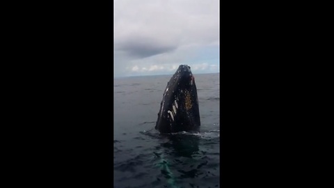Humpback whale watching at Bay of Samana, Dominican Republic