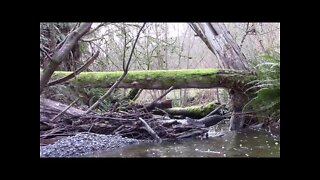 Des Moines Creek Trail, Des Moines, Washington