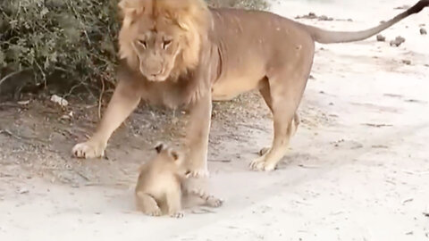 When the father plays with the lion cub