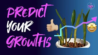 How to PREDICT NEW GROWTHS' POTENTIAL | Enjoying #orchids while they are NOT in Bloom 🤩🌱