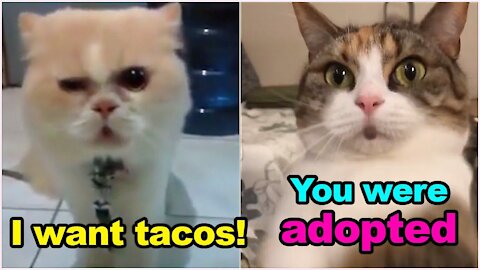 Cat Came To Mexican Restaurant and Ordered Tacos 😳 These Cats Can Speak English Better Than Hooman