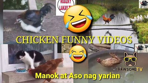 Best Funny Animal Videos Of The 2023 Funniest Cats And Dogs Videos