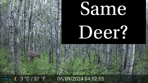 Same Deer?