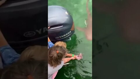 Hand feeding a shark, what could go wrong 😂#shorts #crazyvideo #shark #whatcouldgowrong