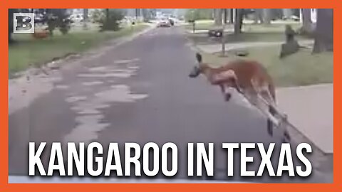 Where'd You Come From? Police Chase Kangaroo on the Loose... in Texas