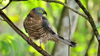 canto gaviao caracoleiro