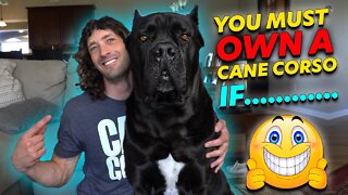 Why You MUST Own a Cane Corso
