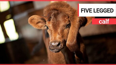 Calf born with a fifth leg on her head finds a forever home