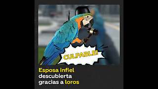Loros revelan a su dueño la infidelidad de su mujer