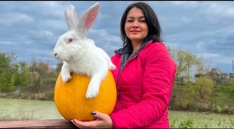 Tender Rabbit Baked in Pumpkin with Tomatoes and onions! Recipe from Victoria