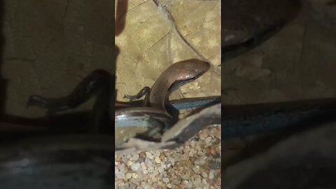 A LITTLE BROWN SKINK MOVING A LITTLE (12/05/23)