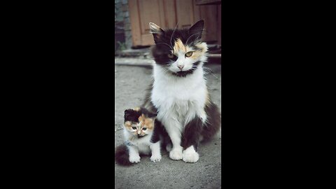 Cute cats 😻 😻 😻 😻