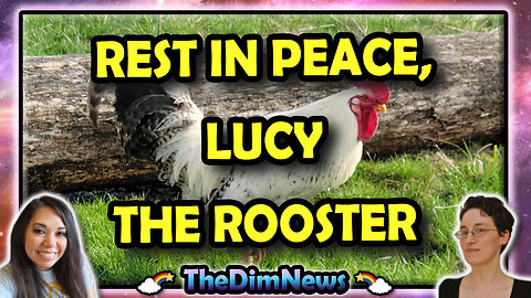 TheDimNews LIVE: Twitter Twat Catch-Up | RIP, Lucy the Rooster