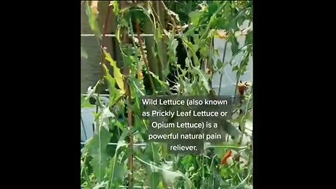 Wild Lettuce Is A Powerful Natural Pain Reliever