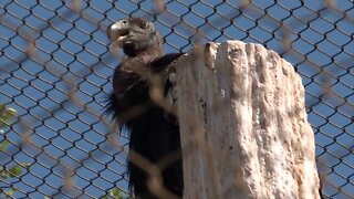 Saving the California Condor in Idaho
