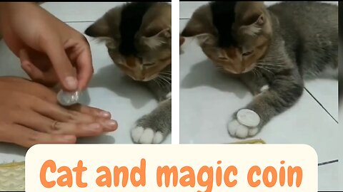 Cat and magic coin