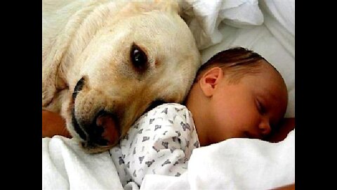 Dog Save a Cute Sleeping Human Baby