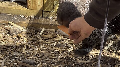 Playing with Porcupines?!