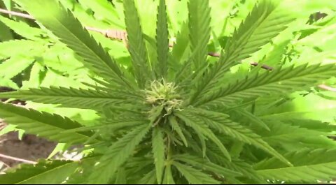 Flowering Cannabis Outdoors Third Week