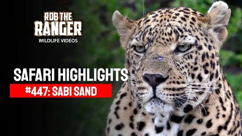 Safari Highlights #447: 29 Nov - 04 Dec 2016 | Sabi Sand Nature Reserve | Latest Wildlife Sightings