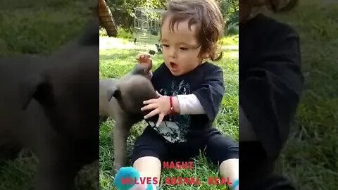 Funny loving dogs, is still cute as a child