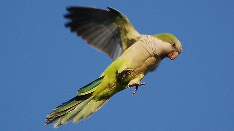 Feathered Wonders: A Collection of Wild Parrot Adventures