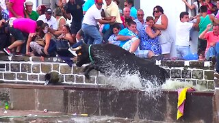 Best Funny Vídeos With Bulls - Clip 1/2015 - Terceira Island Bullfights - Azores