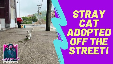 Construction Worker Finds Stray Cat And Gets Him Adopted!