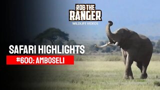 Safari Highlights #600: 09 March 2021 | Amboseli/Zebra Plains | Latest Sightings