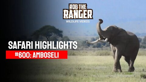 Safari Highlights #600: 09 March 2021 | Amboseli/Zebra Plains | Latest Sightings