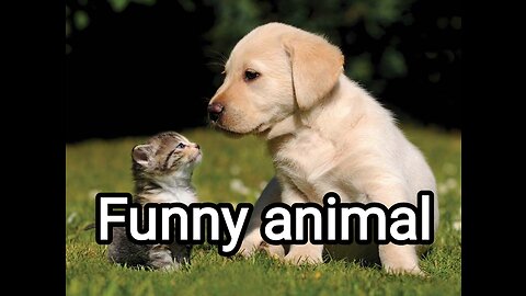 Funny animal videos 2023 😎- Dogs and cats🐕🐈