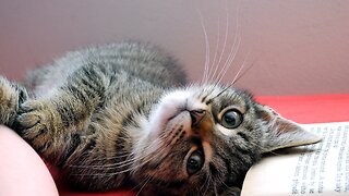 Cat licking his paws and washing his face