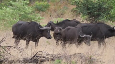 Herd of African buffalos at Bwabwata National Park, Namibia