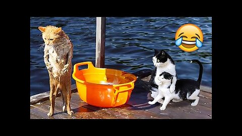 Funny Cats And Dogs Videos 🐱🐶 Funniest Animals - Videos of Funny Animals ZZZ